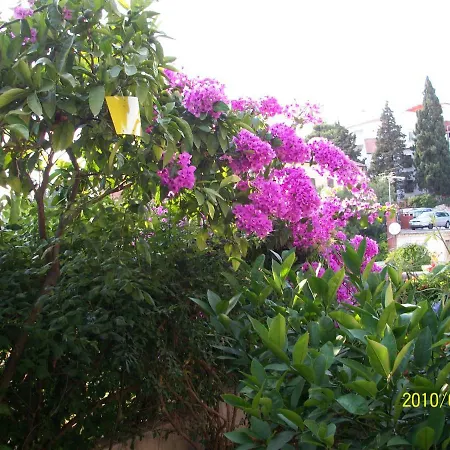 Guest house Surlin *